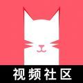 猫咪app视频 免费版